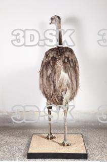Emus body photo reference 0068